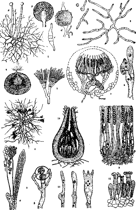 Fungi: figure 1 from the 1928–1936 encyclopedia article