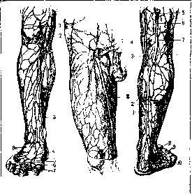 Saphenous Veins: figure 1 from the 1928–1936 encyclopedia article
