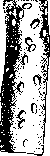 Sarcosporidia: figure 1 from the 1928–1936 encyclopedia article