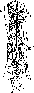 Radial Nerve: figure 2 from the 1928–1936 encyclopedia article