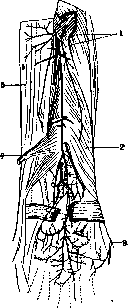 Radial Nerve: figure 1 from the 1928–1936 encyclopedia article