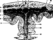 Dura Mater: figure 1 from the 1928–1936 encyclopedia article