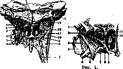 Eustachian Tube: figure 3 from the 1928–1936 encyclopedia article