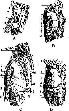 Eustachian Tube: figure 1 from the 1928–1936 encyclopedia article