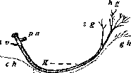 Ansa: figure 1 from the 1928–1936 encyclopedia article