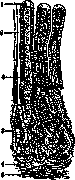 Glands: figure 4 from the 1928–1936 encyclopedia article