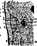 Hunter's Canal: figure 2 from the 1928–1936 encyclopedia article