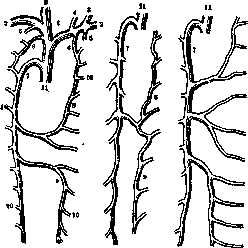 Hemiazygos Vein: figure 1 from the 1928–1936 encyclopedia article