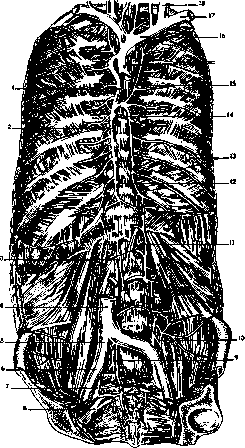 Hemiazygos Vein: figure 2 from the 1928–1936 encyclopedia article