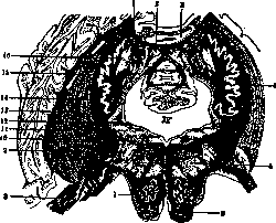 Deiters' Nucleus: figure 1 from the 1928–1936 encyclopedia article