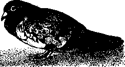 Avitaminoses: figure 3 from the 1928–1936 encyclopedia article