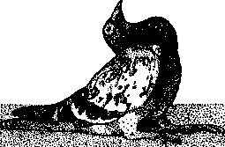 Avitaminoses: figure 2 from the 1928–1936 encyclopedia article