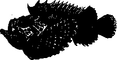 Stonefish: figure 1 from the 1928–1936 encyclopedia article