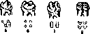 Teeth: figure 1 from the 1928–1936 encyclopedia article