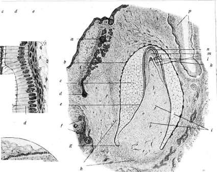 Teeth: figure 20 from the 1928–1936 encyclopedia article