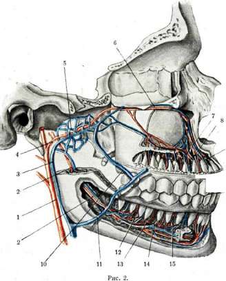 Teeth: figure 13 from the 1928–1936 encyclopedia article