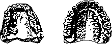Teeth: figure 24 from the 1928–1936 encyclopedia article