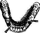 Teeth: figure 31 from the 1928–1936 encyclopedia article
