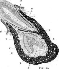 Teeth: figure 17 from the 1928–1936 encyclopedia article
