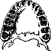 Teeth: figure 10 from the 1928–1936 encyclopedia article