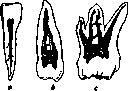 Teeth: figure 9 from the 1928–1936 encyclopedia article