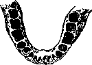 Teeth: figure 11 from the 1928–1936 encyclopedia article