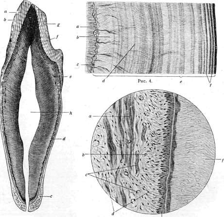 Teeth: figure 16 from the 1928–1936 encyclopedia article