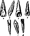 Teeth: figure 4 from the 1928–1936 encyclopedia article