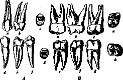 Teeth: figure 6 from the 1928–1936 encyclopedia article