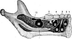 Teeth: figure 21 from the 1928–1936 encyclopedia article
