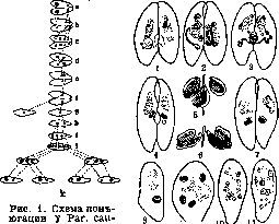KONCHALOVSKY: figure 1 from the 1928–1936 encyclopedia article