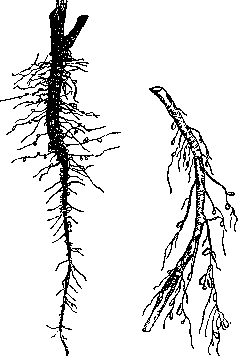 Nitrogen-Fixing Bacteria: figure 1 from the 1928–1936 encyclopedia article