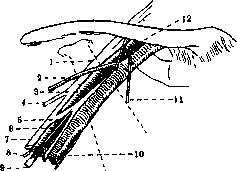 Axillary Artery: figure 1 from the 1928–1936 encyclopedia article