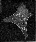 Crystals: figure 8 from the 1928–1936 encyclopedia article