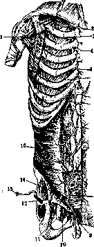 Stupor: figure 2 from the 1928–1936 encyclopedia article