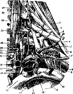 Stupor: figure 3 from the 1928–1936 encyclopedia article