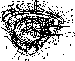 Olfaction: figure 2 from the 1928–1936 encyclopedia article
