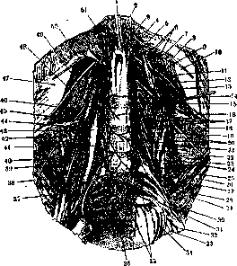 Femoral Nerve: figure 1 from the 1928–1936 encyclopedia article