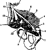 Femoral Nerve: figure 2 from the 1928–1936 encyclopedia article