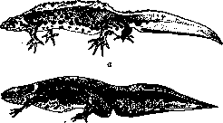Neoteny: figure 1 from the 1928–1936 encyclopedia article