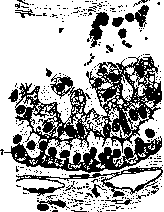Ciliary Body: figure 2 from the 1928–1936 encyclopedia article