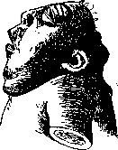 Acrania (z884): figure 1 from the 1928–1936 encyclopedia article