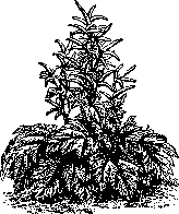 Rhubarb: figure 1 from the 1928–1936 encyclopedia article