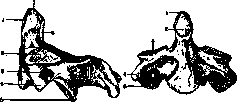 Epistropheus: figure 1 from the 1928–1936 encyclopedia article