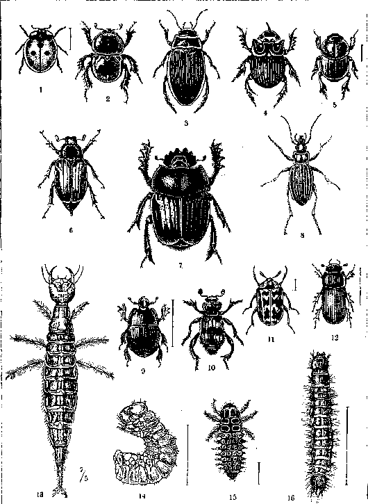 Beetles: figure 1 from the 1928–1936 encyclopedia article