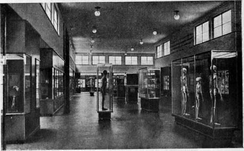 Museum: figure 3 from the 1928–1936 encyclopedia article