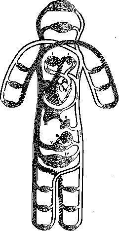 Blood Vessels (525): figure 1 from the 1928–1936 encyclopedia article