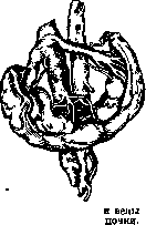 Blood Vessels (525): figure 8 from the 1928–1936 encyclopedia article