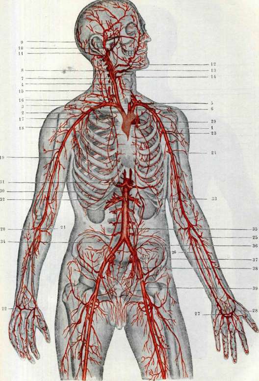Blood Vessels (525): figure 9 from the 1928–1936 encyclopedia article