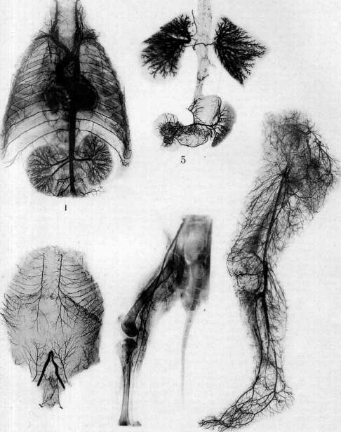 Blood Vessels (525): figure 16 from the 1928–1936 encyclopedia article